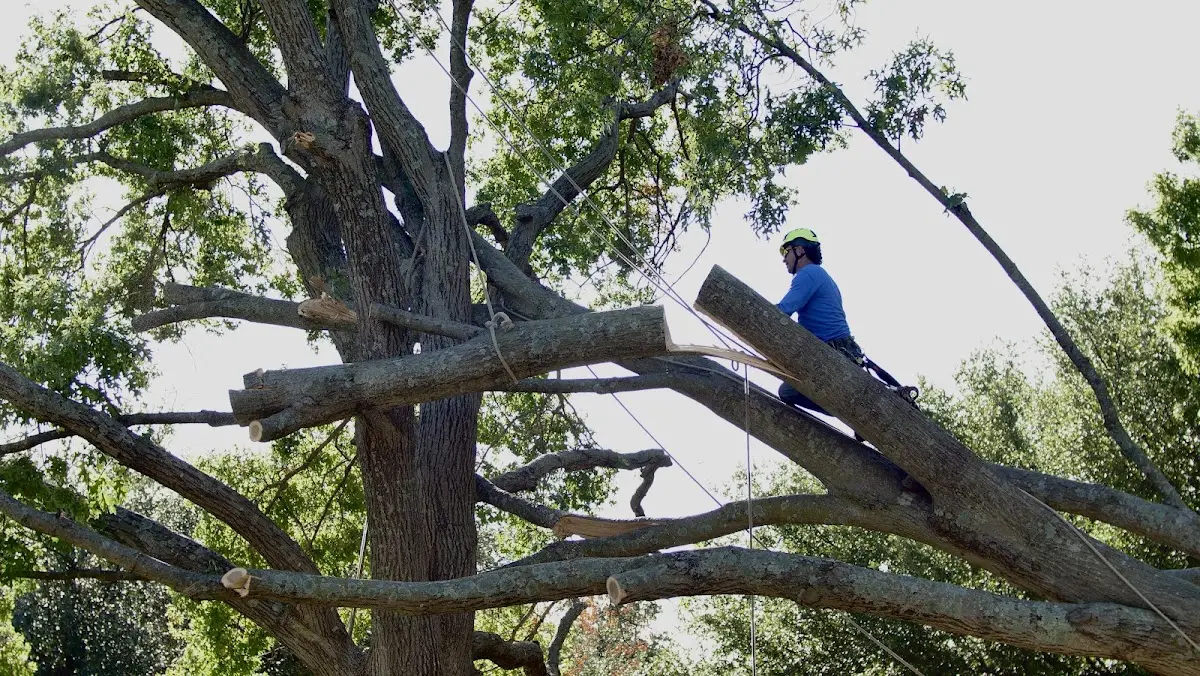 Professional Crown Thinning performed by certified arborists in Mountville