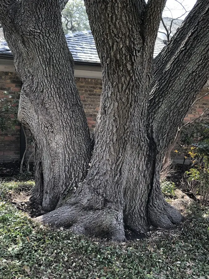 Mature heritage tree close to a Mountville property cared for by certified arborists